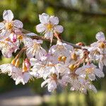 Prunus pseudocerasus Квітка