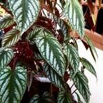Cissus javana Folha
