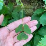 Oxalis grandis Folio