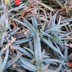 Dianthus caryophyllus Blad