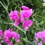 Lathyrus odoratusപുഷ്പം