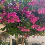 Bougainvillea glabraFlor