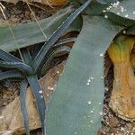 Agave salmiana 葉