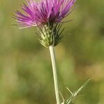 Galactites tomentosusFlower