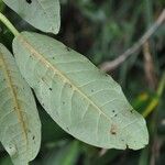 Rhododendron tanastylum Leaf