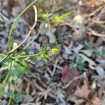 Ranunculus abortivus Fleur