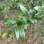 Bursaria spinosa Leaf