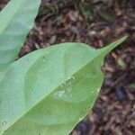 Pimelodendron griffithianum Hoja