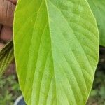 Flemingia strobilifera Leaf
