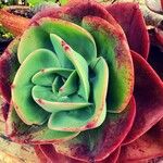 Aeonium nobile Leaf