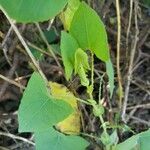 Persicaria perfoliataLeaf