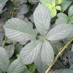 Rubus silvaticus পাতা