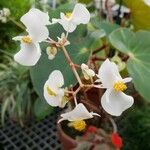 Begonia sanguinea 花