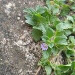 Stemodia verticillata Blatt