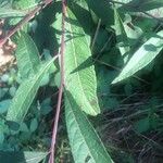 Vernonia noveboracensis برگ