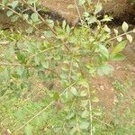 Lawsonia inermis Frunză