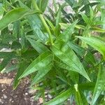 Penstemon barbatus Leaf