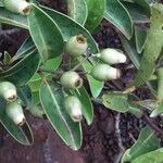 Coelospermum balansanum Fruit
