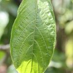 Aphelandra sinclairiana Leaf