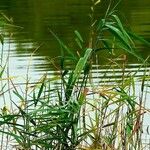 Phragmites australis Levél