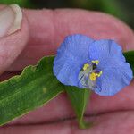 Commelina ensifolia 花