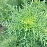 Ambrosia confertiflora Leaf