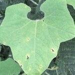Echinopepon racemosus Leaf