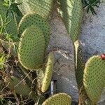 Opuntia oricola Fulla