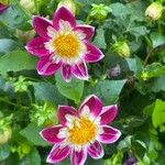 Dahlia pinnata花