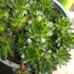 Sempervivum calcareum Лист