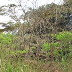 Pericopsis elata Habitat