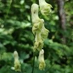 Aconitum lycoctonumBlüte