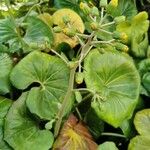 Farfugium japonicum Folha