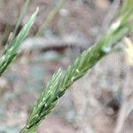 Brachypodium phoenicoides Blomst