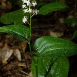 Maianthemum bifolium Облик