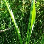 Narcissus poeticus Leaf