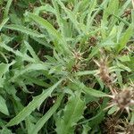 Centaurea calcitrapa 叶