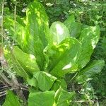 Lysichiton americanus Levél