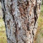 Pinus taeda Bark