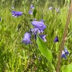 Campanula rhomboidalis Bloem