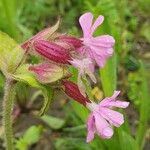 Silene pendula 花