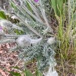 Oxytropis splendens Hoja