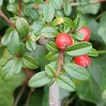 Cotoneaster dammeri अन्य