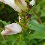 Chelone glabra Fruit