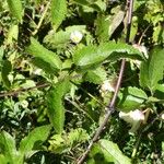 Clematis mauritiana Leaf