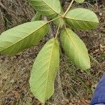 Handroanthus ochraceus 叶