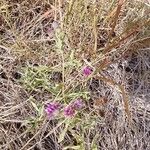 Gutenbergia cordifolia Floro