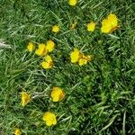 Ranunculus acris Blüte