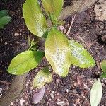 Acokanthera oblongifolia Blatt