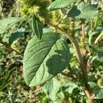 Amaranthus hybridus Leaf